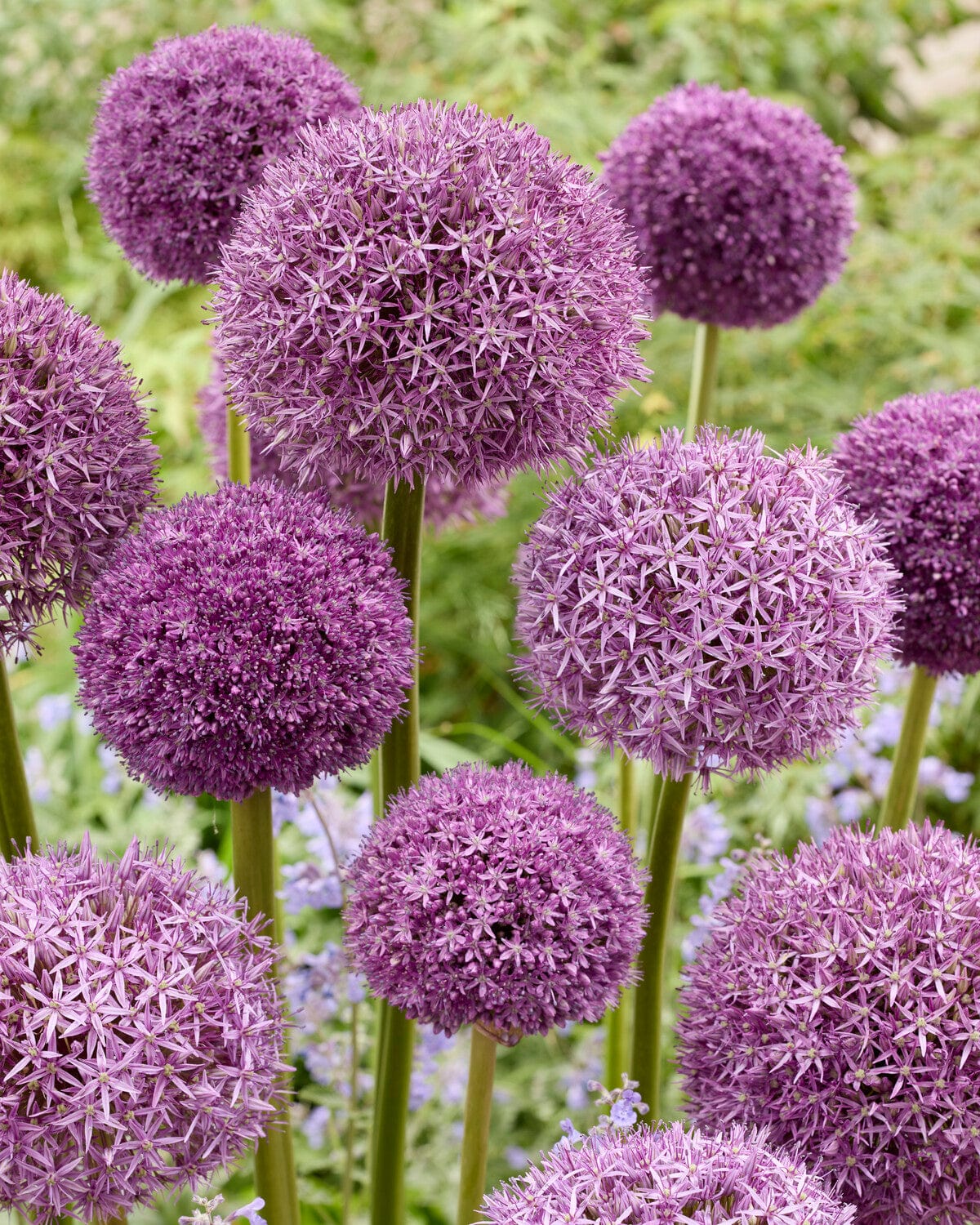 'Allium Mix Lilla' tilbudsmix